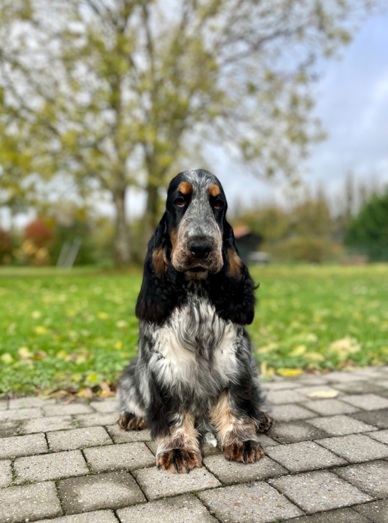 Like A Part Of Me Arley quinn