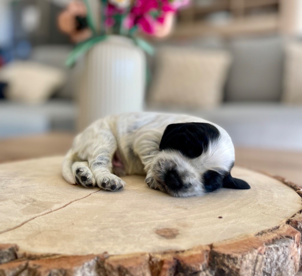 Like A Part Of Me - Chiots disponibles - Cocker Spaniel Anglais