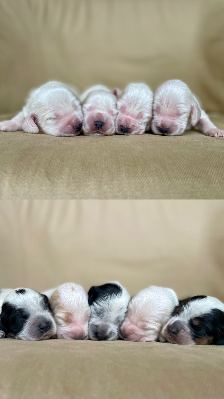 Like A Part Of Me - Cocker Spaniel Anglais - Portée née le 18/01/2026