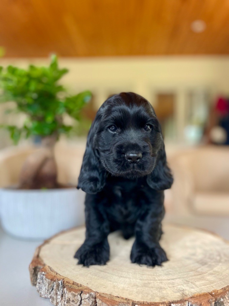 Like A Part Of Me - Chiots disponibles - Cocker Spaniel Anglais