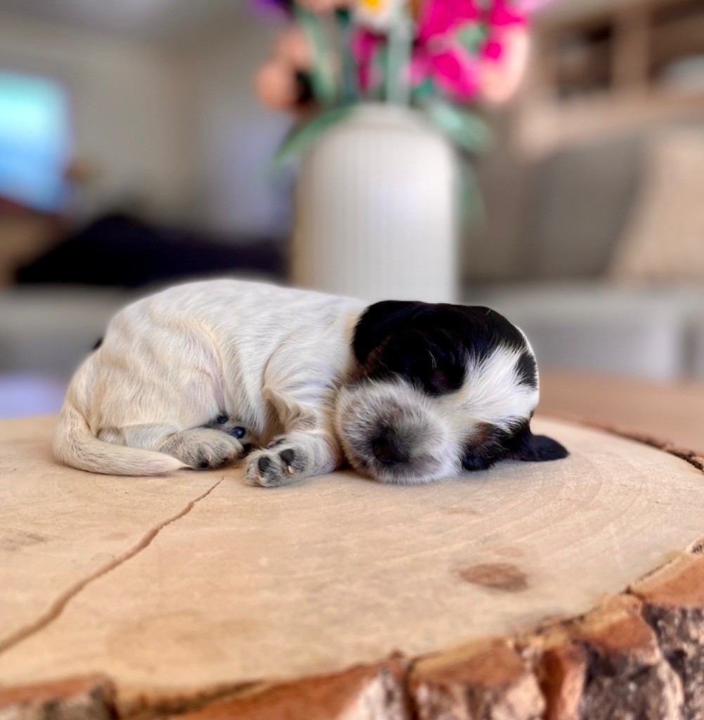 Like A Part Of Me - Chiots disponibles - Cocker Spaniel Anglais