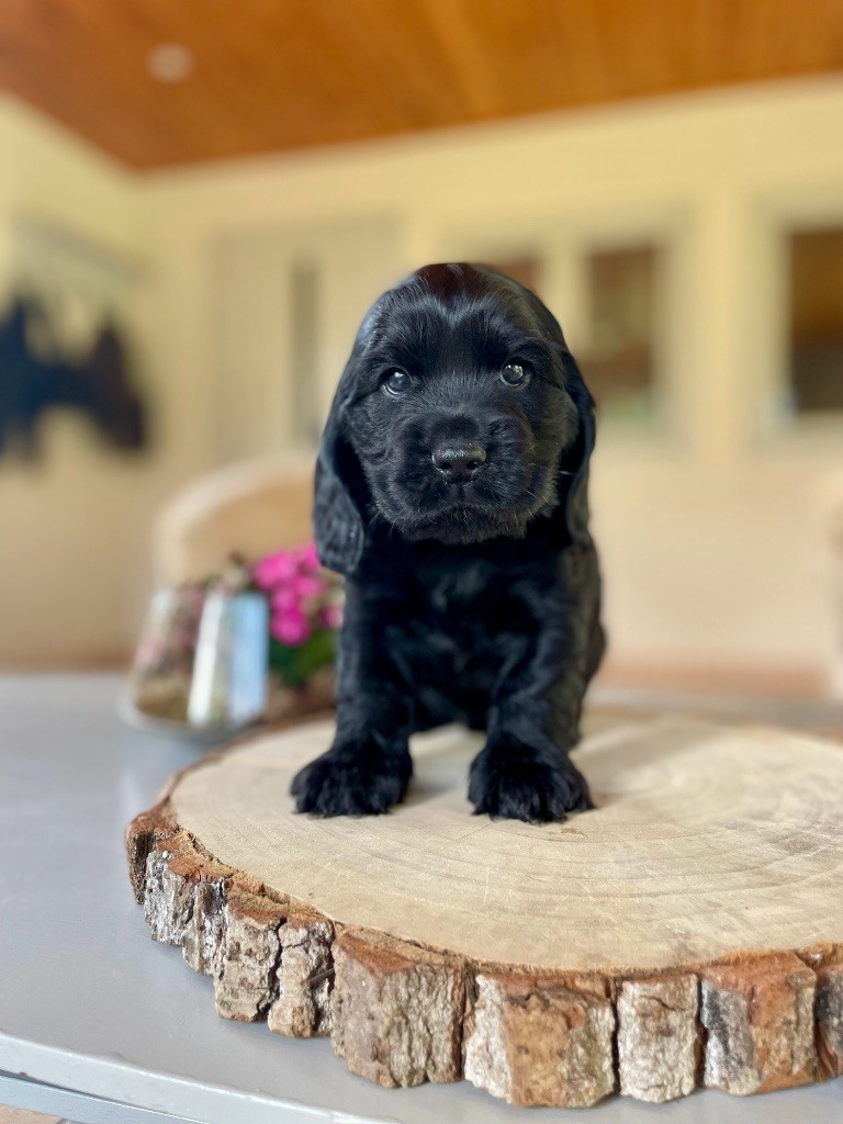 Like A Part Of Me - Chiots disponibles - Cocker Spaniel Anglais