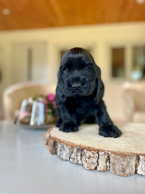 CHIOT Sans Collier