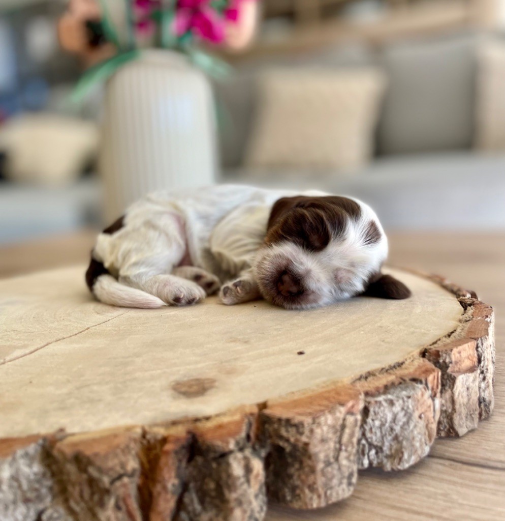 Like A Part Of Me - Chiots disponibles - Cocker Spaniel Anglais