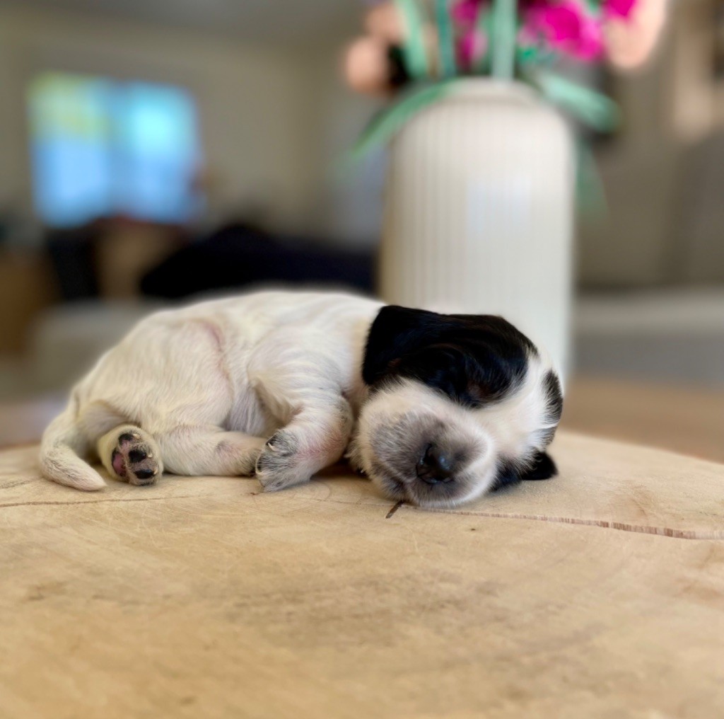 Like A Part Of Me - Chiots disponibles - Cocker Spaniel Anglais